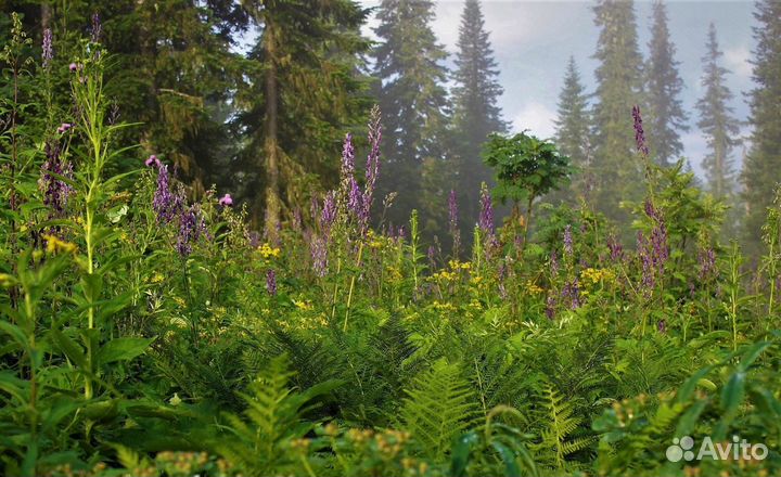Мед 2023 с пасеки в Алтайской тайге (3 литра)