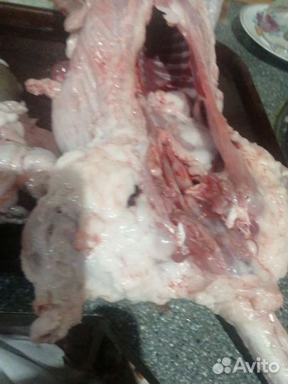 Мясо нутрии