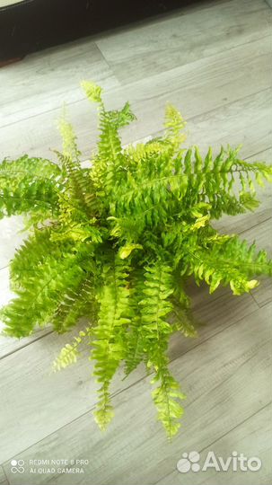 Папоротник тигр, замиокулькас