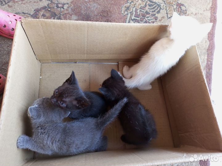Отдам котята в хорошие руки;)