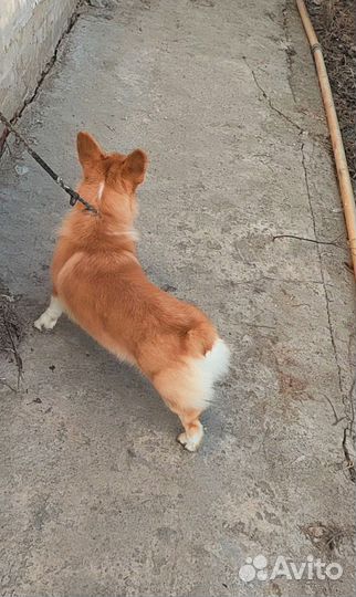 Ждём на вязку