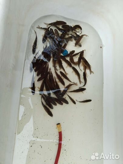 Живец для рыбалки и прудика