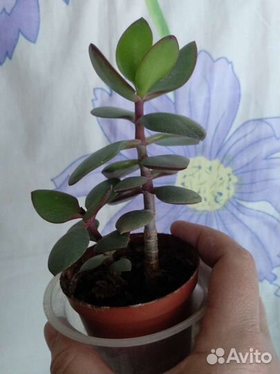 Толстянка. Денежное дерево