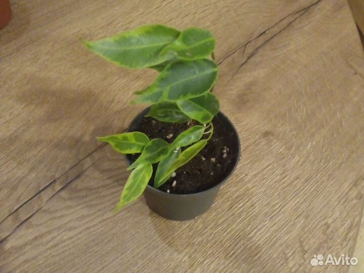 Фикус бенджамина