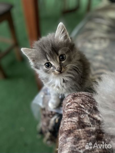 Милые котята