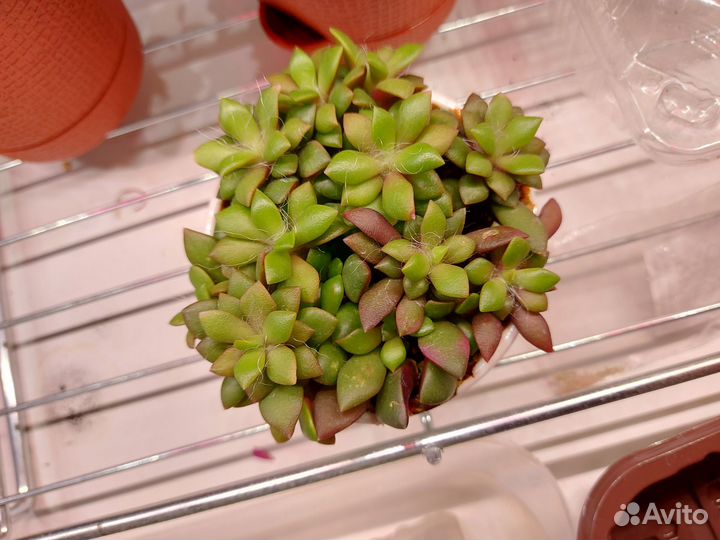 Анакаперс Санрайз/Эхиверия