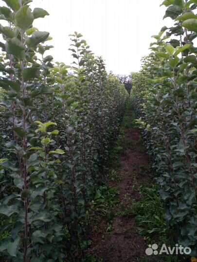 Саженцы от агронома