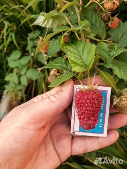 Саженцы малины ремонтантной, желтой, красной