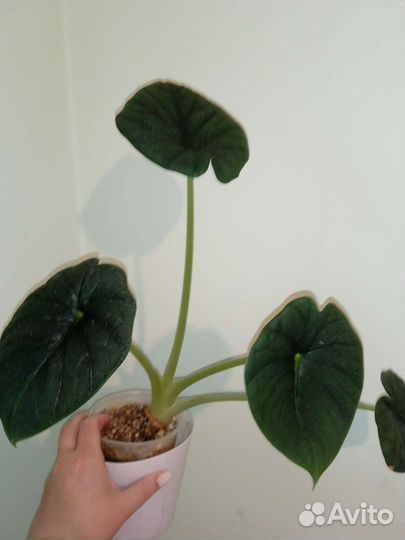 Алоказия Мело