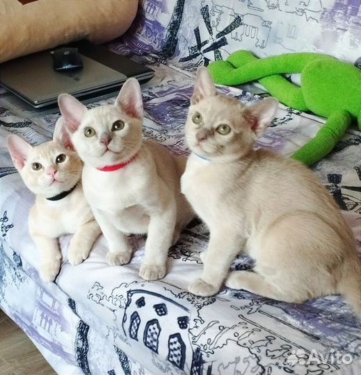 Котята европейской бурмы