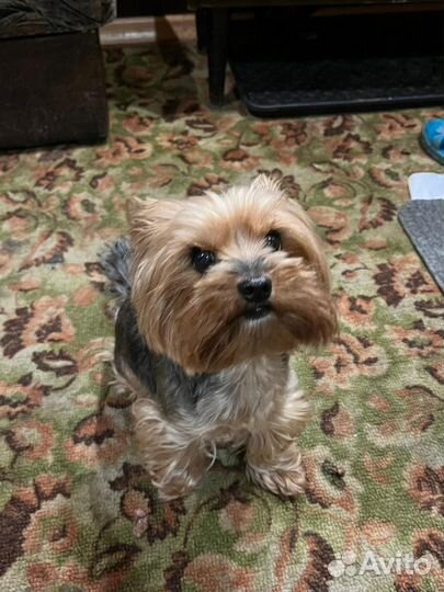 Щенульки Йоркширский терьер