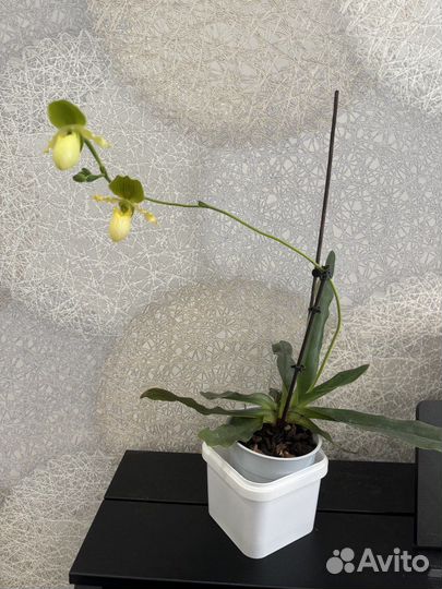 Цветущая Орхидея Башмак Paphiopedilum Pinocchio
