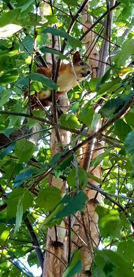 Участок 5 га (СНТ, ДНП)