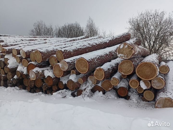 Лиственница кругляк