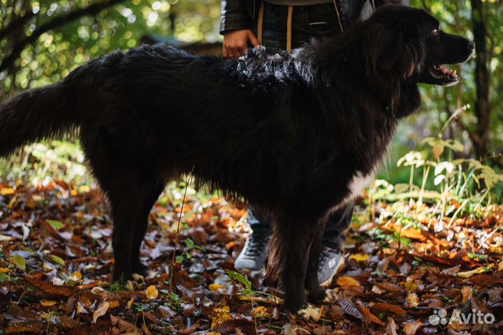 Метис Ньюфаундленда ищет семью