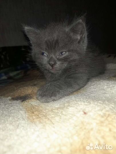 Котята от британки