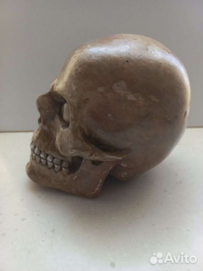 Череп гипс