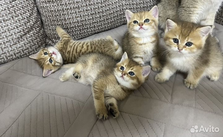Котята Золотая шиншилла