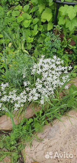 Цветы уличные