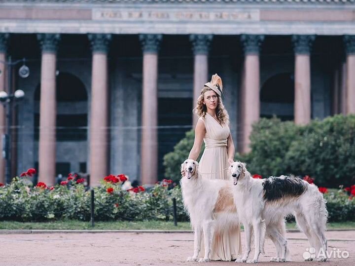 Собаки для фотосессии