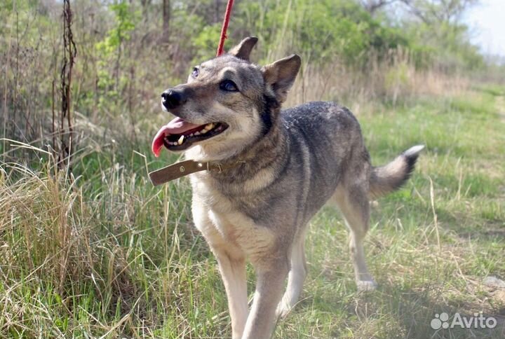 Собака Самара