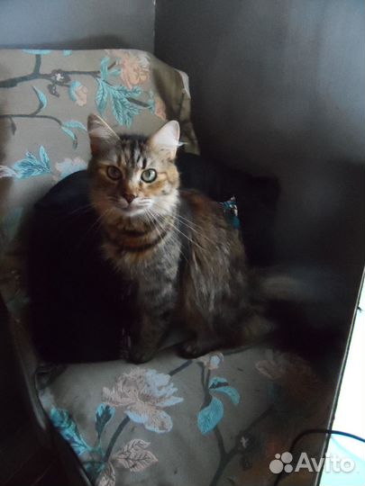 Киса ищет дом и человека