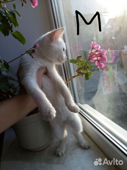 Котята