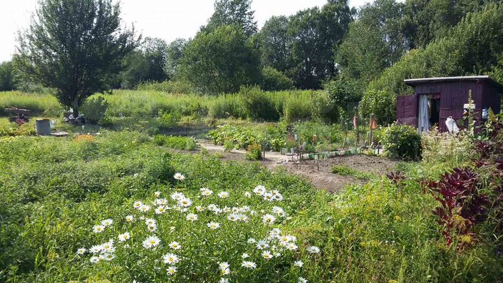 Участок 6 сот. (СНТ, ДНП)