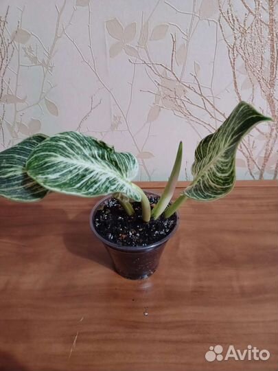 Филодендроны, калатеи