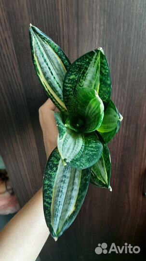 Сансевиерия ханни зебра