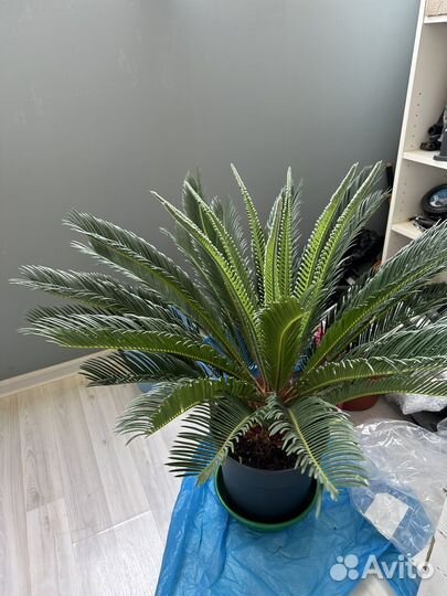 Цикас пальма саговник