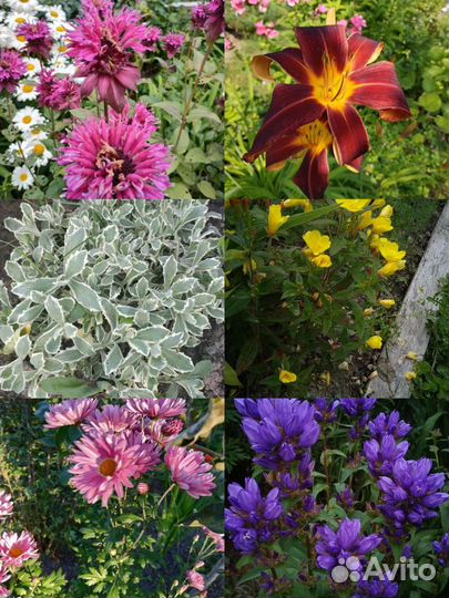 Многолетники неприхотливые и редкие