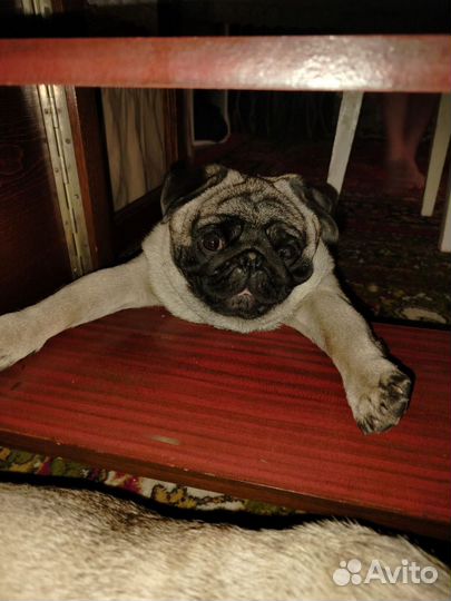 Опытный жених мопс