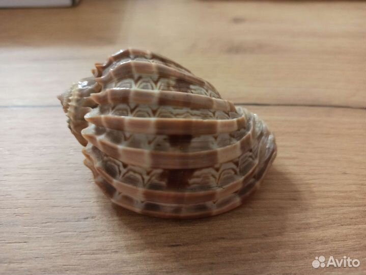 Морская раковина