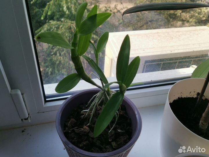 Орхидея дендробиум