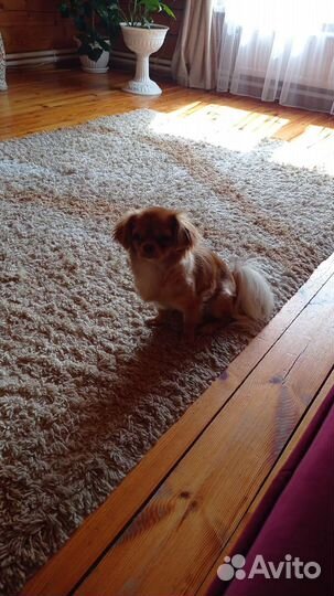 Тибетский спаниель