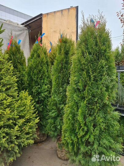 Купить Тую Смарагд в Воронеже