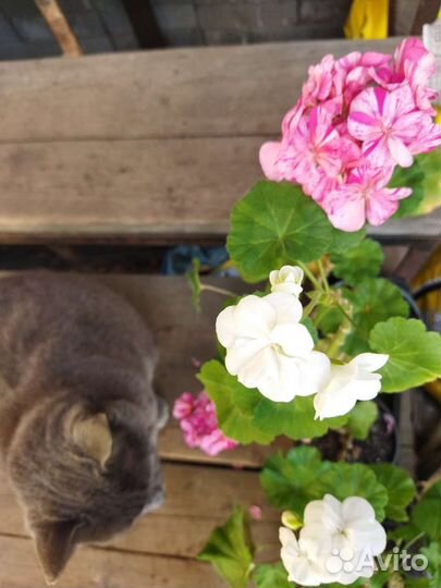 Герань, пеларгония, стапелия