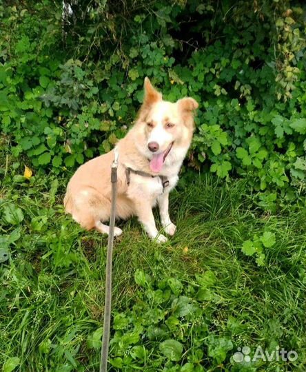 Рыжая собачка в надёжные руки