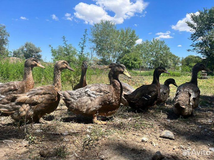 Руанская утка