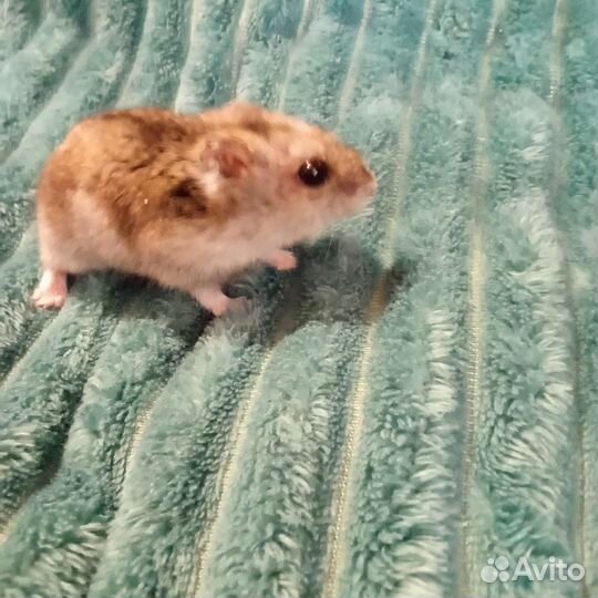 Хомячки Джунгарики