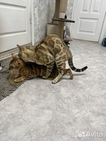 Бенгальский кот вязка
