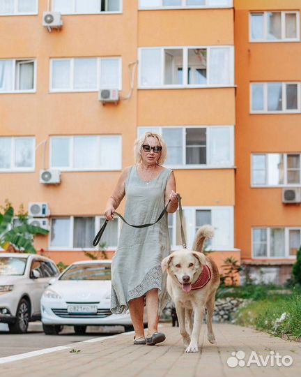 Друг детей лабрадор метис собака в добрые руки