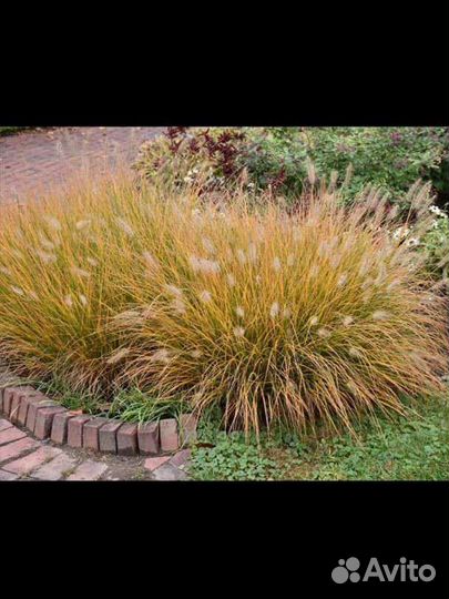 Декоративные злаки