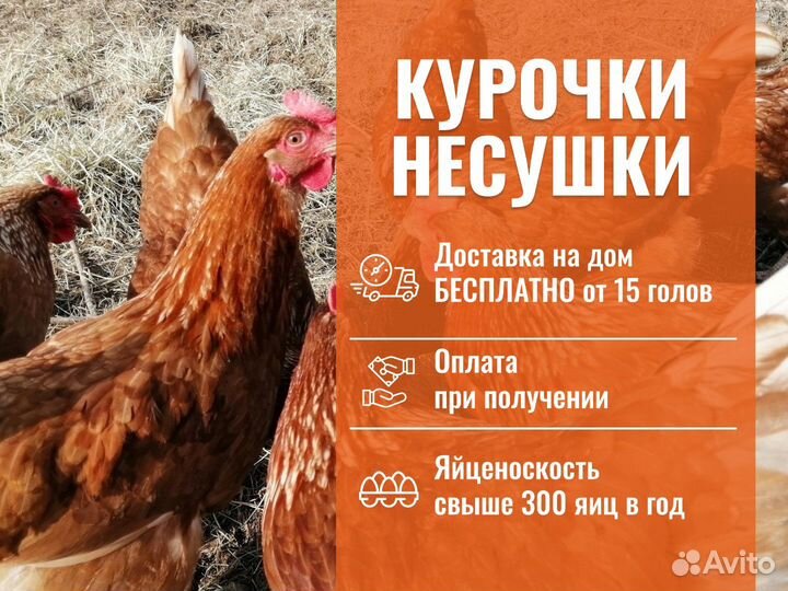 Курица несушка молодняк