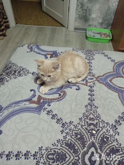 Кошки бесплатно