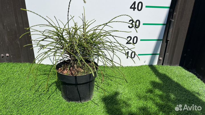 Туя Пликата Випкорд 30 см