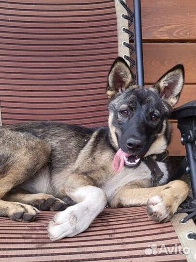 Собака в добрые руки