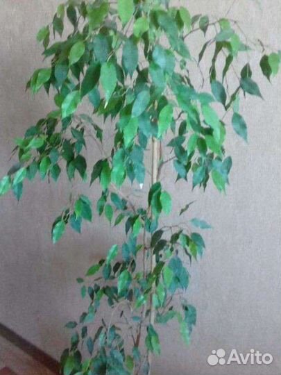 Фикус бенджамина