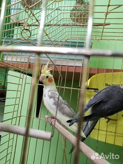 Попугай корелла